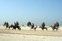 /Bahrain/visit/gallery/Stable/thumbnails/IMG_3052.jpg