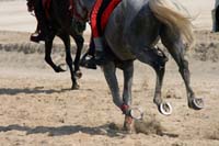 /Bahrain/visit/gallery/Stable/thumbnails/IMG_3139.jpg