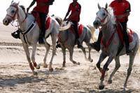 /Bahrain/visit/gallery/Stable/thumbnails/IMG_3190.jpg
