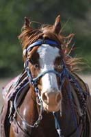 /Oreana/Fandango/2008/gallery/CarollMon/thumbnails/IMG_0456CG.jpg