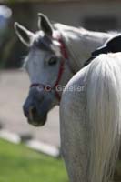 /Oreana/Fandango/2008/gallery/CarollMon/thumbnails/IMG_0575CG.jpg