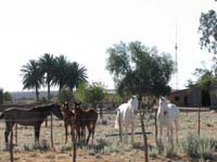 /international/2006Walvisbay/images/HanelieGallery/thumbnails/IMG_0508.jpg