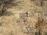 /international/2006Walvisbay/images/OkapukaHSGallery/thumbnails/IMG_0279.jpg