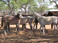 /international/2006Walvisbay/images/PienaasBestGallery/thumbnails/IMG_0718.jpg