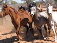 /international/2006Walvisbay/images/PienaasBestGallery/thumbnails/IMG_0745.jpg