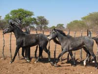 /international/2006Walvisbay/images/PienaasBestGallery/thumbnails/IMG_0802.jpg