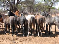 /international/2006Walvisbay/images/PienaasBestGallery/thumbnails/IMG_0804.jpg