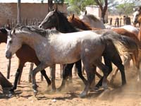 /international/2006Walvisbay/images/PienaasBestGallery/thumbnails/IMG_0821.jpg