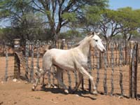 /international/2006Walvisbay/images/PienaasBestGallery/thumbnails/IMG_0857.jpg