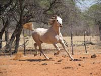 /international/2006Walvisbay/images/PienaasBestGallery/thumbnails/IMG_0892.jpg