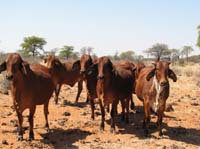 /international/2006Walvisbay/images/PienaasFarmGallery/thumbnails/IMG_0902.jpg