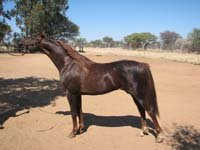 /international/2006Walvisbay/images/WPGallery/thumbnails/IMG_0362.jpg