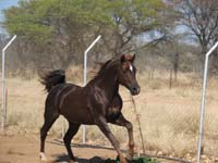 /international/2006Walvisbay/images/WPGallery/thumbnails/IMG_0369.jpg