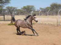 /international/2006Walvisbay/images/WPGallery/thumbnails/IMG_0435.jpg