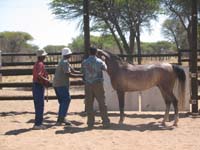 /international/2006Walvisbay/images/WPGallery/thumbnails/IMG_0440.jpg