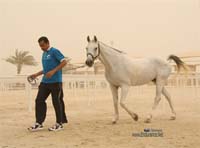 /international/Bahrain/2008CrownPrinceCup/gallery/thumbnails/OSM31118.jpg