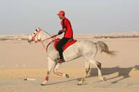/international/Bahrain/2008HMTheKingsEnduranceCup/Gallery/Training/thumbnails/OSM32869.jpg