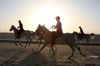 /international/Bahrain/2008HMTheKingsEnduranceCup/Gallery/Training/thumbnails/OSM32885.jpg