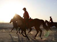 /international/Bahrain/2008HMTheKingsEnduranceCup/Gallery/Training/thumbnails/OSM32890.jpg