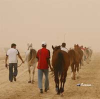 /international/Bahrain/2008HMTheKingsEnduranceCup/Gallery/VetIn/thumbnails/_SAM4280.jpg