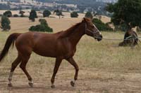 /international/Chile/2007SantoDomingo/Gallery/Dec5_TryingHorses/thumbnails/IMG_2525.jpg
