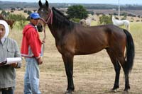 /international/Chile/2007SantoDomingo/Gallery/Dec5_TryingHorses/thumbnails/IMG_2542.jpg