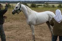 /international/Chile/2007SantoDomingo/Gallery/Dec5_TryingHorses/thumbnails/IMG_2565.jpg