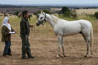 /international/Chile/2007SantoDomingo/Gallery/Dec5_TryingHorses/thumbnails/IMG_2568.jpg