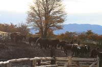 /international/Chile/2009TorresDelPaine/gallery/may1_morning/thumbnails/IMG_5418.jpg