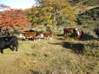 /international/Chile/2009TorresDelPaine/gallery/may1_ride/thumbnails/IMG_4130.jpg
