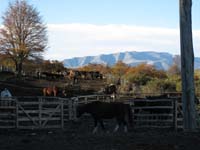 /international/Chile/2009TorresDelPaine/gallery/may1_ride/thumbnails/IMG_4257.jpg