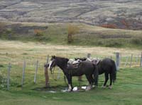 /international/Chile/2009TorresDelPaine/gallery/may2_ride/thumbnails/IMG_4452.jpg