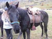 /international/Chile/2009TorresDelPaine/gallery/may2_ride/thumbnails/IMG_4626.jpg