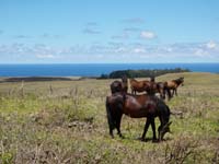 /international/Chile/2010EasterIsland/gallery/Nov15/thumbnails/PB150096.jpg