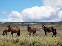 /international/Chile/2010EasterIsland/gallery/Nov15/thumbnails/PB150097.jpg