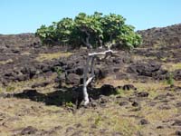 /international/Chile/2010EasterIsland/gallery/Nov15/thumbnails/PB150150.jpg