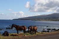 /international/Chile/2010EasterIsland/gallery/Nov16/thumbnails/IMG_7888.jpg