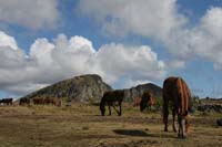 /international/Chile/2010EasterIsland/gallery/Nov16/thumbnails/IMG_7907.jpg
