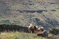 /international/Chile/2010EasterIsland/gallery/Nov16/thumbnails/IMG_8001.jpg