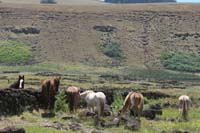 /international/Chile/2010EasterIsland/gallery/Nov16/thumbnails/IMG_8008.jpg