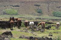 /international/Chile/2010EasterIsland/gallery/Nov16/thumbnails/IMG_8010.jpg