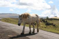 /international/Chile/2010EasterIsland/gallery/Nov17/thumbnails/IMG_8168.jpg