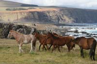 /international/Chile/2010EasterIsland/gallery/Nov17/thumbnails/IMG_8202.jpg