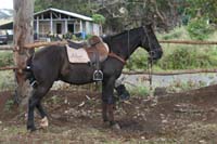 /international/Chile/2010EasterIsland/gallery/Nov20_2/thumbnails/IMG_8457.jpg