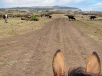 /international/Chile/2010EasterIsland/gallery/Nov21/thumbnails/PB210150.jpg