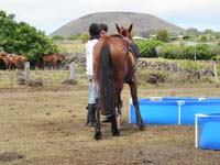 /international/Chile/2010EasterIsland/gallery/Nov21/thumbnails/PB210161.jpg