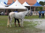 /international/Malaysia/2007SultansCup/Gallery/finish_images/thumbnails/IMG_8315.jpg