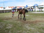 /international/Malaysia/2007SultansCup/Gallery/finish_images/thumbnails/IMG_8354.jpg