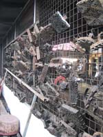/international/Malaysia/2010SultansCup/gallery/bev2/thumbnails/IMG_4428.jpg