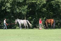 /international/Netherlands/2008Ermelo/gallery/02Fri/thumbnails/08ERM_045.jpg